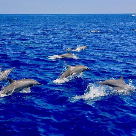 מלון טרינקומאלה Blue Ocean Cabana מראה חיצוני תמונה