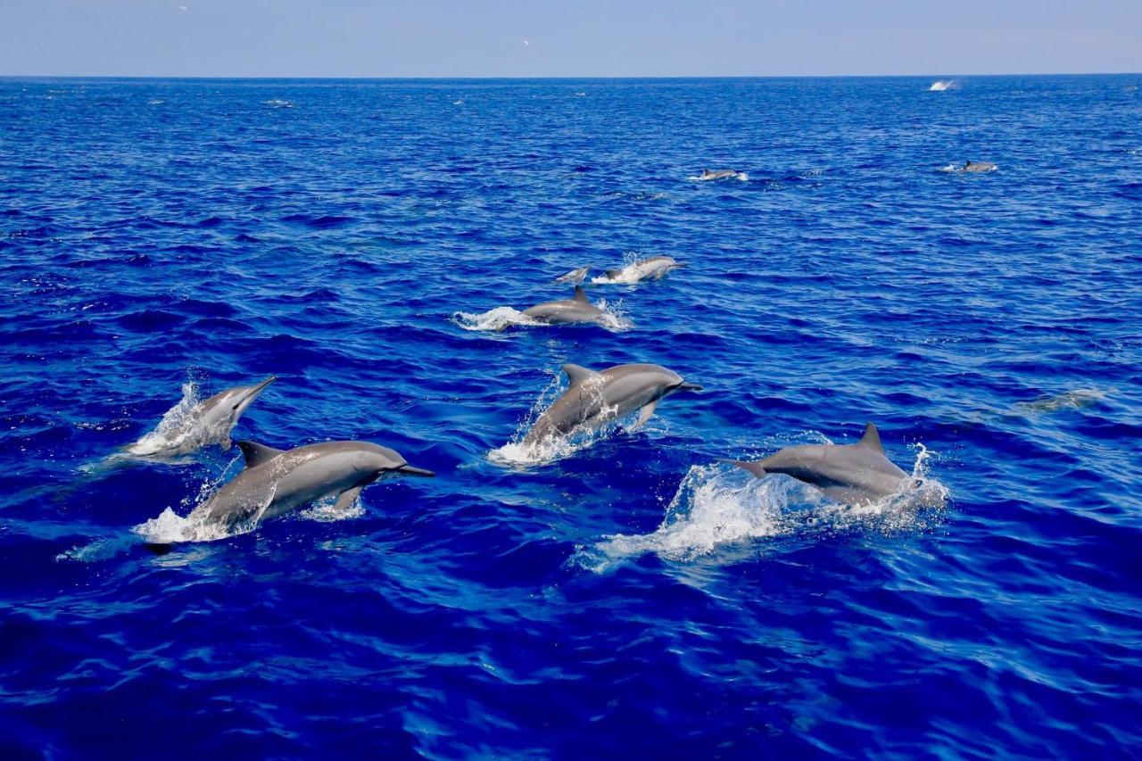 מלון טרינקומאלה Blue Ocean Cabana מראה חיצוני תמונה
